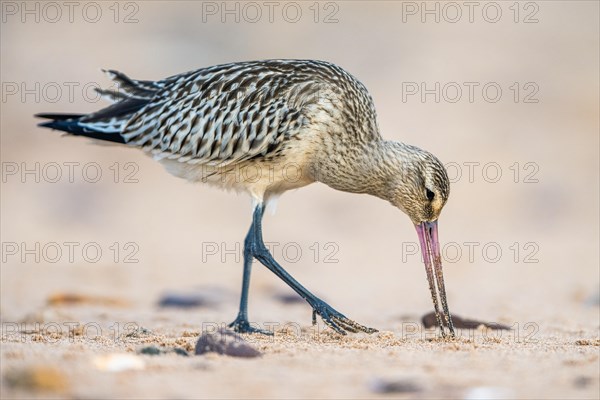 Bar-tailed Godwit