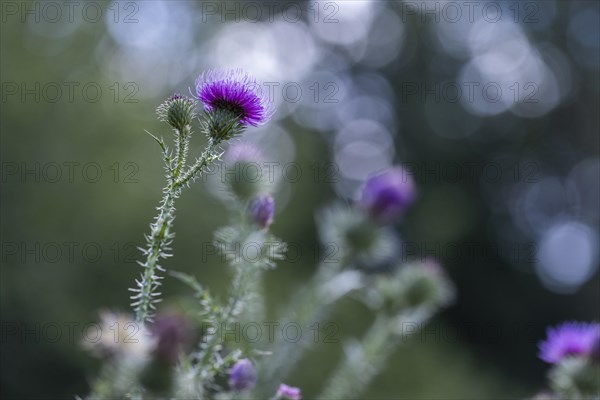 Flowering thistle