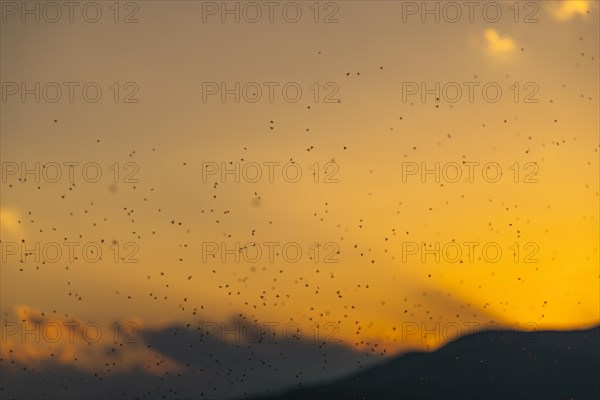 Swarm of mosquitoes in front of sunset