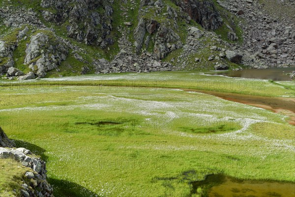 Almost silted up lake with lots of cottongrass