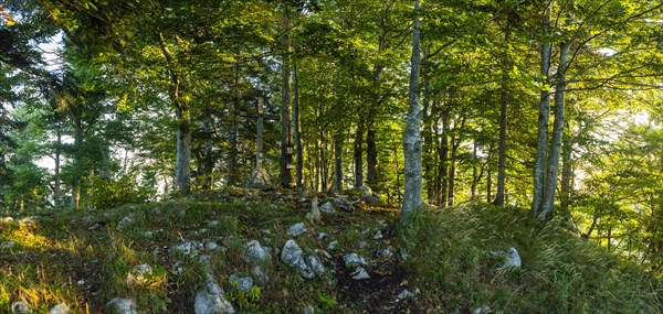 Summit cross in the deciduous forest on the Gurlspitze