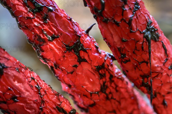 Octopus stinkhorn