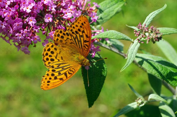 Silver-washed fritillary