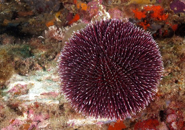 Purple sea urchin