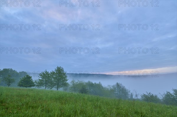 Meadow