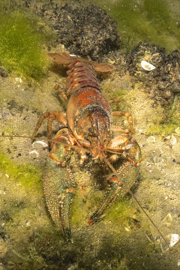 Crayfish