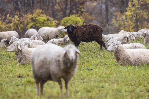 Sheep in a meadow