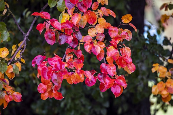 Autumn in the Swabian Alb. Pear tree with colourful foliage