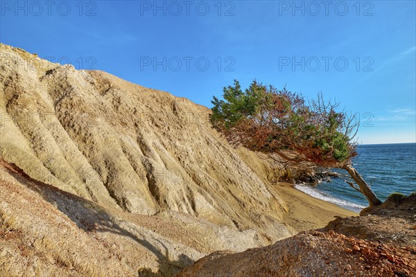 Wind-bent tree on edge of red rock in yellow cliffs of Agios Ioannis beach