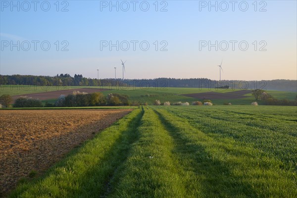 Meadow path