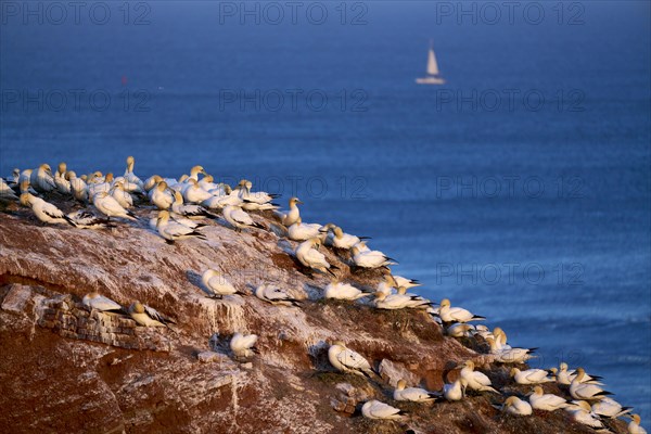 Northern gannet