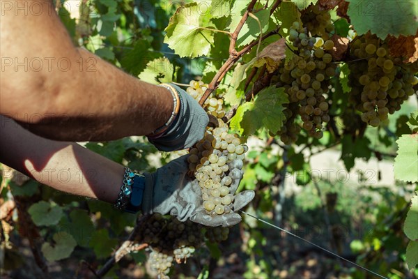 Woman farmer hands close up trim organic riped sauvignon grape with sscissors from plant in wine farm in summertime harvesting period