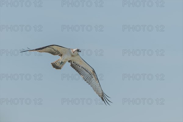 Western osprey