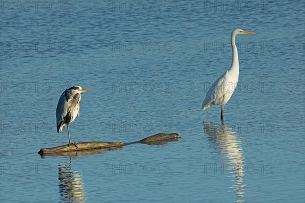 Grey Heron and Great White Egret standing side by side in water