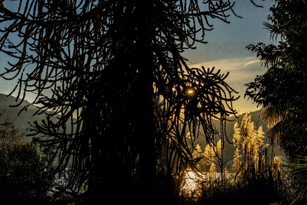 Beautiful Tree and Pampas Grass with Sunlight in Caslano