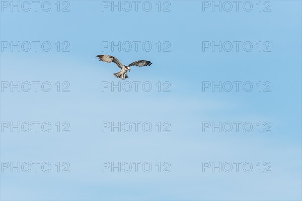 Western osprey