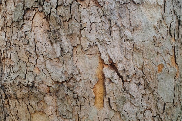 Tree bark as background