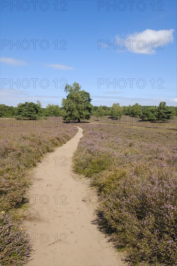 Path through the flowering heathland