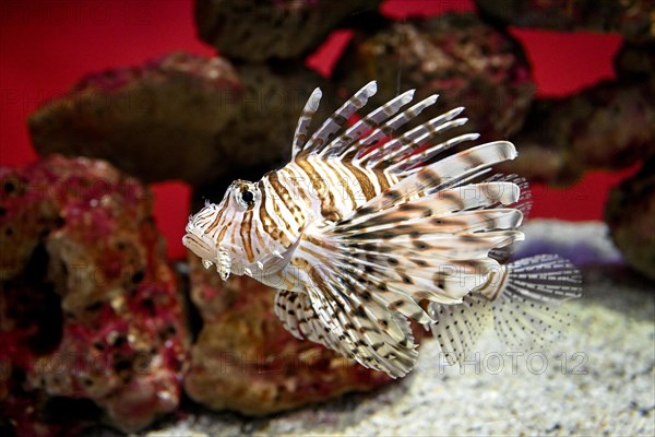 Lionfish