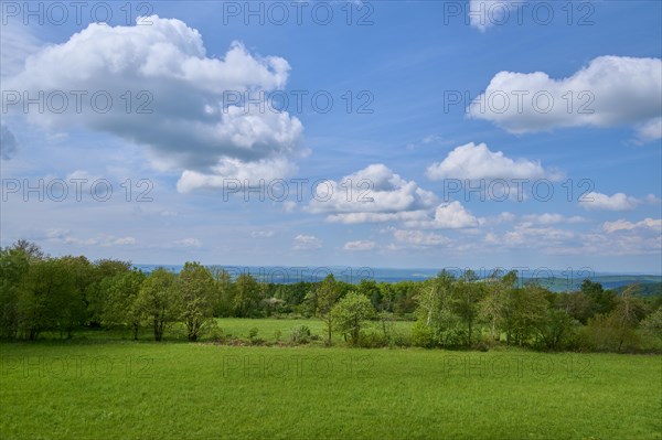 Forest landscape