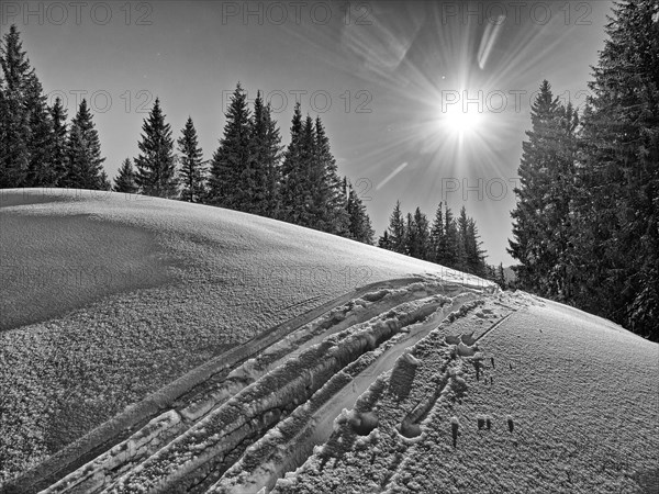 Trace of skis in front of trees