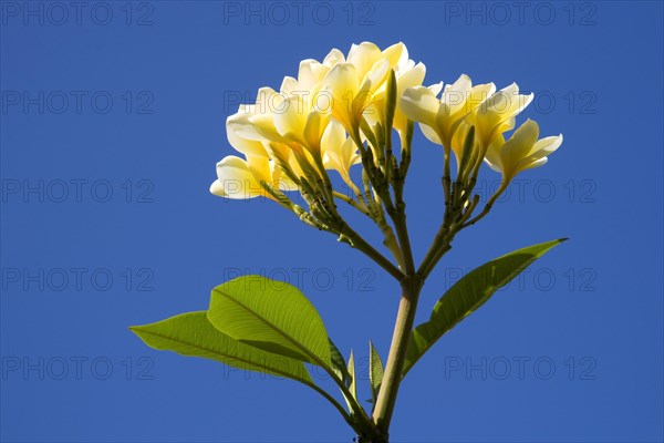 Frangipani