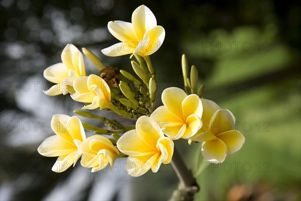 Frangipani