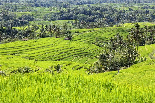 Jatiluwih Rice Terraces