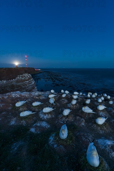 Northern gannet