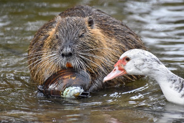 A nutria