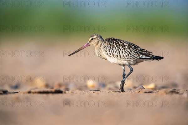 Bar-tailed Godwit