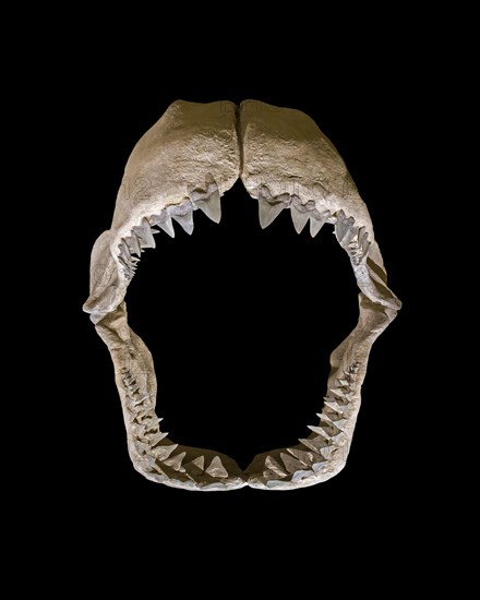 Otodus megalodon