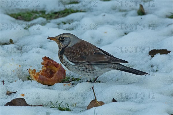Fieldfare standing next to apple in snow left looking