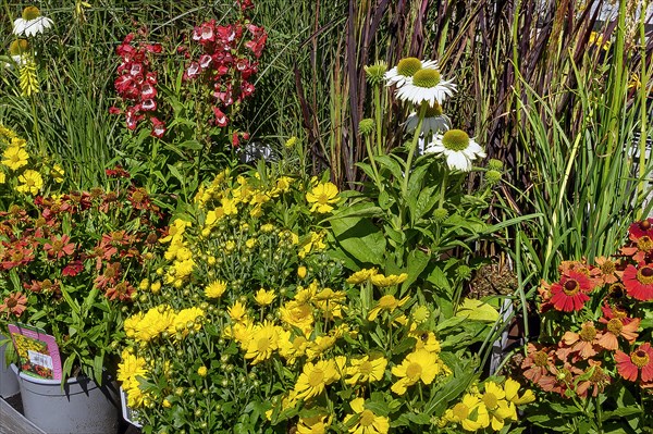 Summer blossoms in a garden centre