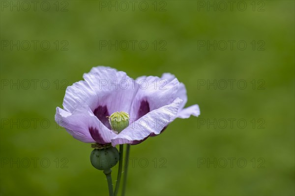 Purple poppy