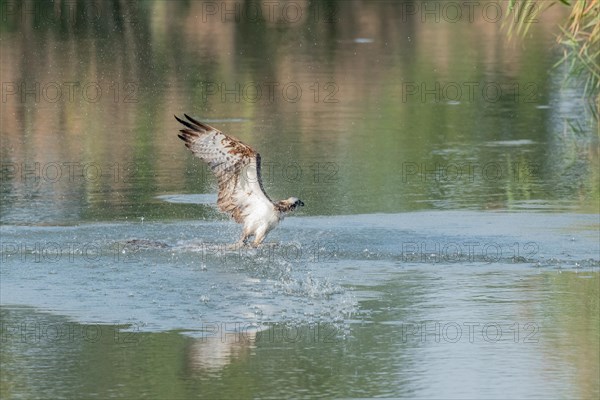 Western osprey