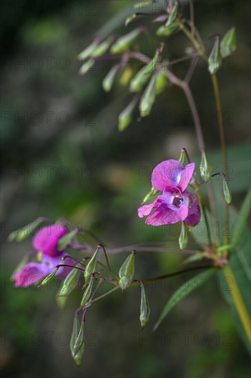 Himalayan balsam