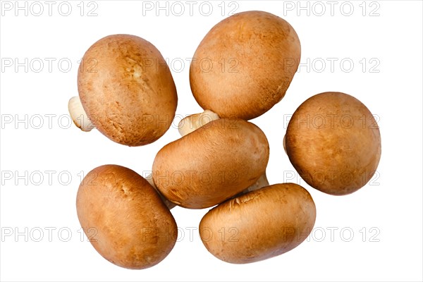 Top view of brown cap champignons on white background