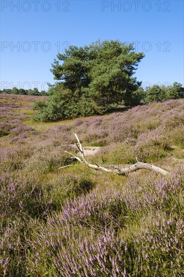 Blooming heathland