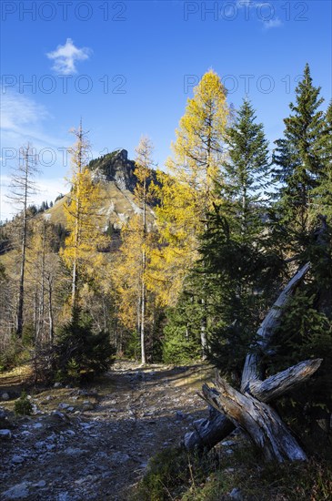 Autumnal yellow lark forest on the Genneralm with view to the Holzeck