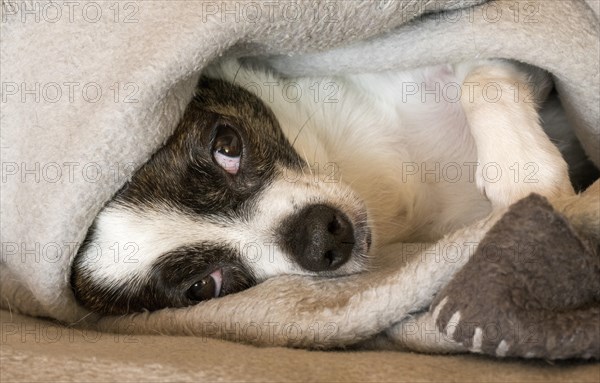 Small Chihuahua dog resting under a blanket