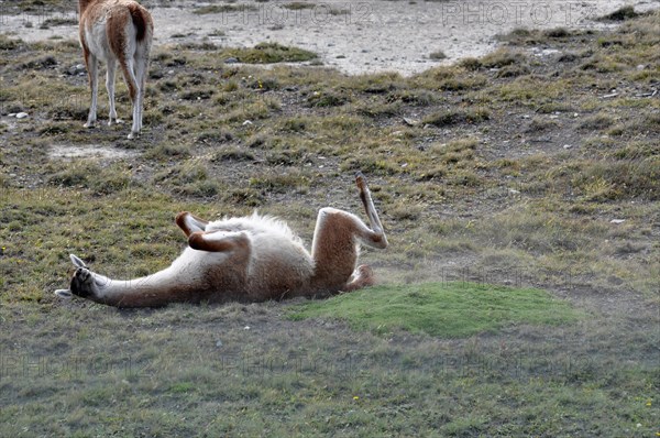 A guanaco