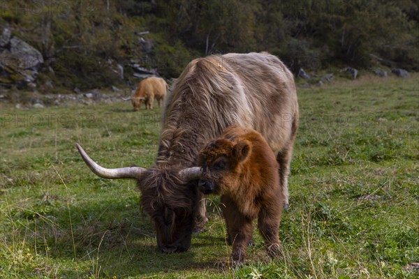 Scottish Highland Cattle