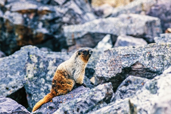 Hoary marmot