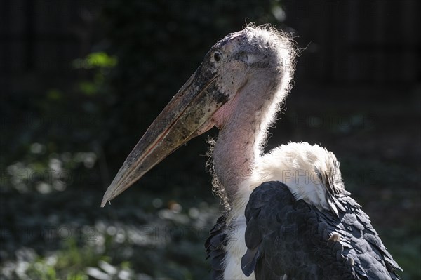 Marabou stork