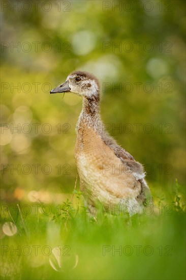 Egyptian goose chick in meadow