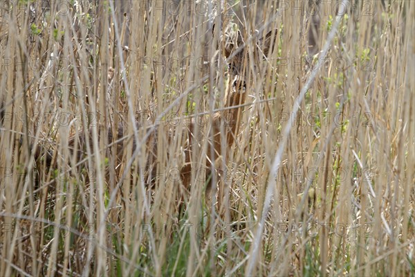 Roe deer