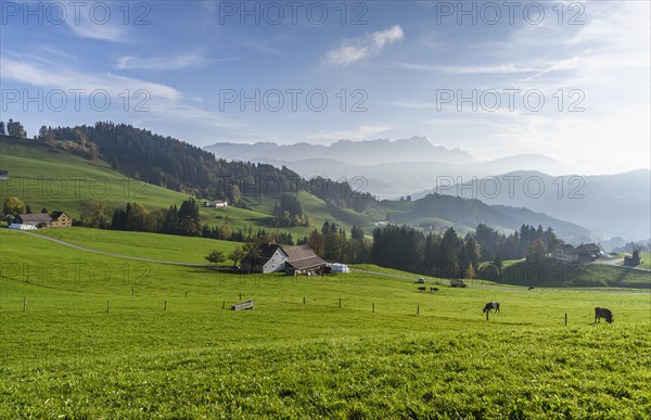 Hilly mountain landscape in the Appenzell Alps with farmhouses and grazing cows