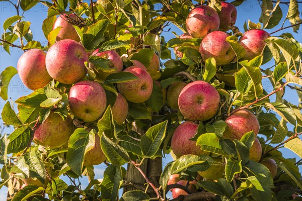 Ripe red apples hanging from the tree ready for harvesting