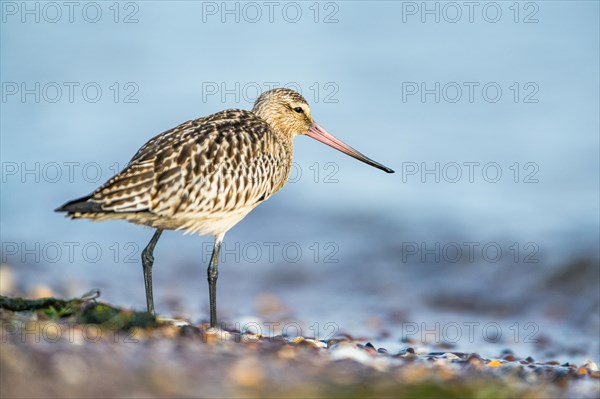 Bar-tailed Godwit